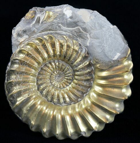 Pyritized Pleuroceras Ammonite - Germany #60262